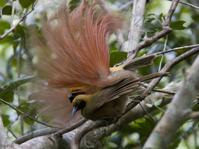 A Male Goldie