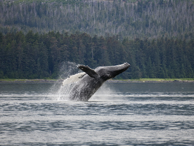 Humpback Whale (Megaptera Novaeangliae) Breaching, Inside Passage, Alaska
