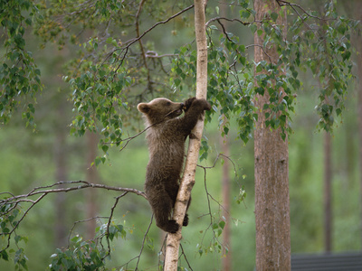 European Brown Bear (Ursus Arctos) Cub Climbing Tree, Germany