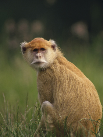 Patas Monkey (Erythrocebus Patas) Female, Woodland Park Zoo, Seattle, Washington