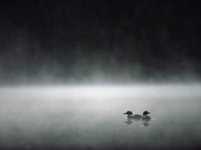 Buy Common Loon (Gavia Immer) Mated Couple on a Misty Lake, Wyoming at AllPosters.com