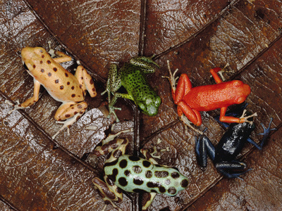 Strawberry Poison Dart Frog (Dendrobates Pumilio) Group Showing Color Variations A701