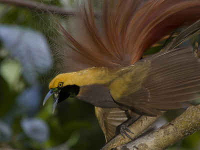 A Displaying Goldie