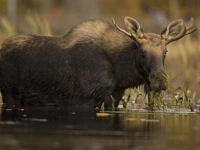 Young Bull Moose, Alces Alces, Eating in Water