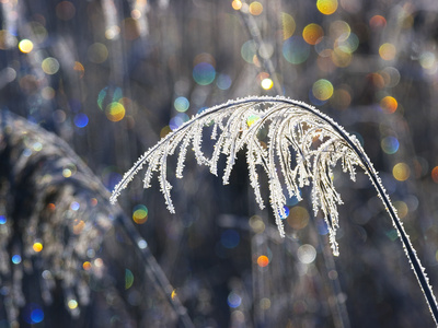 Reed with Frost and And Color Reflections, Bavaria, Germany