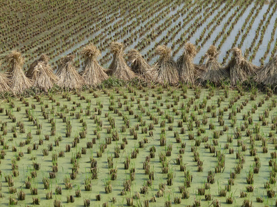 Buy Bound Together Rice Stalks Between Paddies of Rice Plants at AllPosters.com