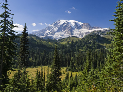 Mount Rainier with Coniferous Forest, Washington