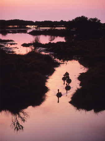 Buy A Marsh at Dawn with Canada Geese, Branta Canadensis at AllPosters.com