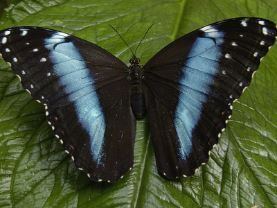 Buy Blue Morpho (Morpho Peleides) Butterfly, on a Leaf in the Rainforest, Ecuador at AllPosters.com