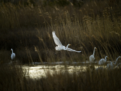 Egrets Along Water