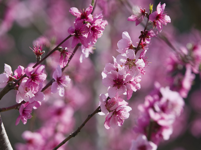 Almond (Prunus Dulcis) Trees Blooming, Provence, France