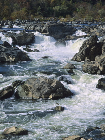 Buy A Great Blue Heron Fishing from the Rocks at Great Falls at AllPosters.com