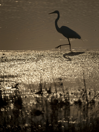 A Backlit View of an Egret in Rippled Water and Reflections