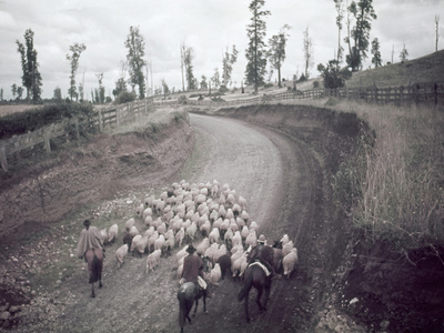 Buy Chilean Ranchers Herd their Sheep from Pastures to Corrals at AllPosters.com