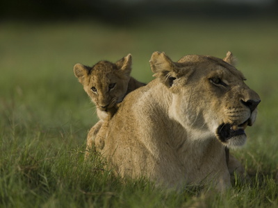 Buy African Lioness, Panthera Leo, Resting with Cub at AllPosters.com