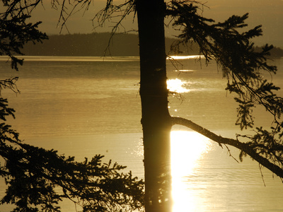 Silhouetted Pine Trees and Dramatic Golden Sunset over Penobscot Bay