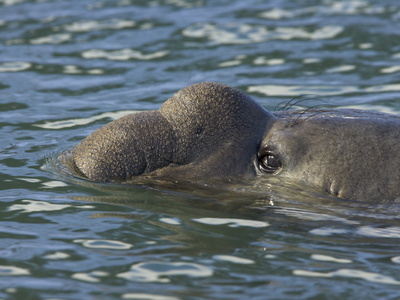 Southern Elephant Seal Bull, Mirounga Leonina, with Nose Puffed Up