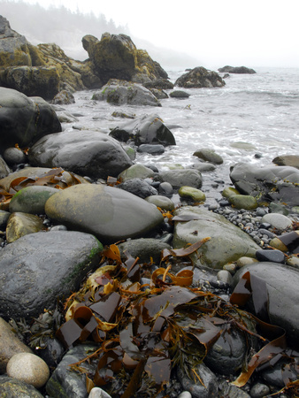 Seaweed Among Stones on a Rocky Shore with Gentle Surf