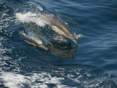 Dolphins Leaping from the Water as They Swims