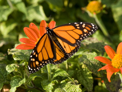 Monarch Butterfly Resting on a Flower