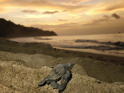 Buy A Leatherback Turtle Hatchling Crawls Toward the Sea at AllPosters.com