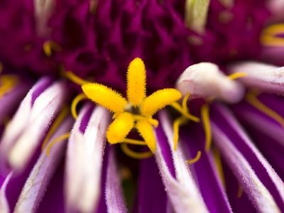 Buy An Extreme Close Up of a Purple Zinnia Flower at AllPosters.com