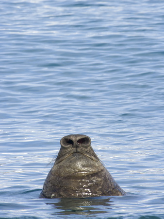 Nose of a Southern Elephant Seal Bull Surfacing to Breathe