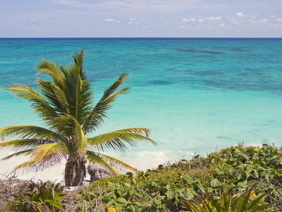 A Palm Tree on the Coast of the Yucatan Peninsula Near Tulum, Mexico