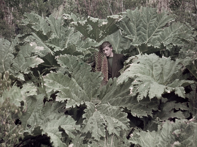 Buy A Boy Stands Amid Huge Leaves of Chilean Gunnera Plants at AllPosters.com