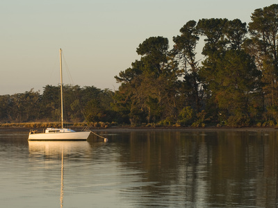 Buy A Sailboat Moored Near a Stand of Eucalyptus Trees at Sunrise at AllPosters.com