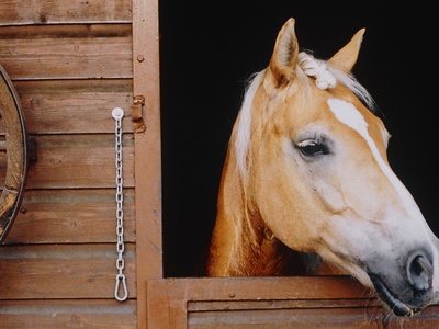 Horse sticking head out stable window