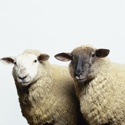 Sheep Standing Side by Side