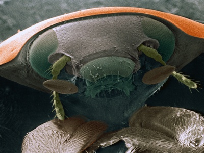Microscopic View of Ladybug