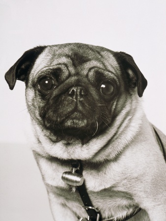 Pug dog