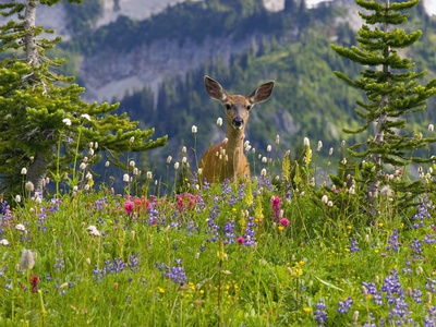 Buy Deer in Wildflowers at AllPosters.com