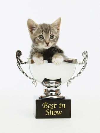 Kitten in Trophy