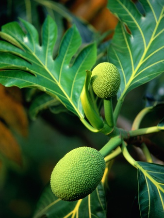 Buy Breadfruit tree on Jamaica at AllPosters.com