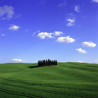 Cypress trees, Tuscany, Italy (near Torrenieri)