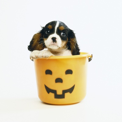 Cavalier King Charles Spaniel Puppy