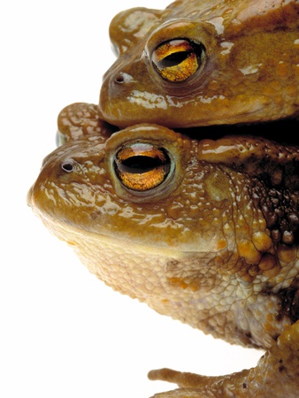 Two european toads
