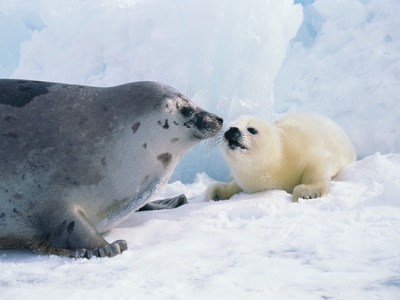 Buy Harp seal mother and pup at AllPosters.com