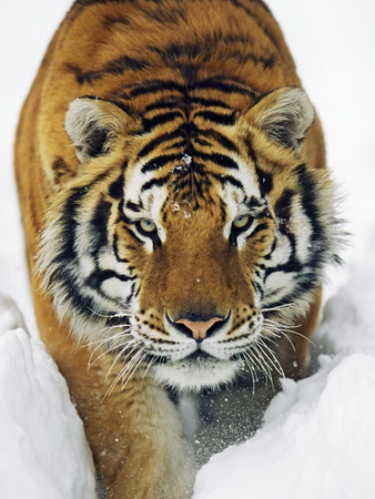 Buy Male Siberian Tiger in Snow at AllPosters.com