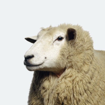 Wooly Sheep