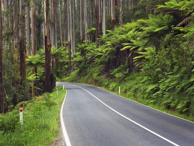 Road in Australian Rainforest