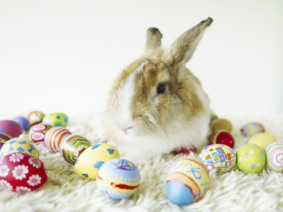 Bunny Rabbit Sitting Among Easter Eggs