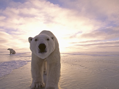 Buy Sun Rising Behind Polar Bears at AllPosters.com