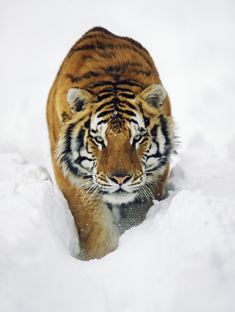 Buy Male Siberian Tiger in Snow at AllPosters.com