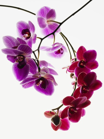 Phalaenopsis orchids