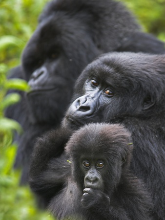 Buy Mountain Gorilla Family Group at AllPosters.com