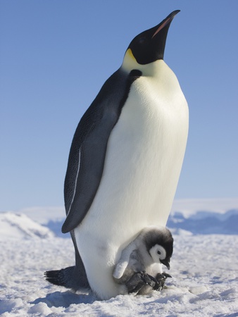 Buy Emperor Penguin Holding Chick on Feet at AllPosters.com